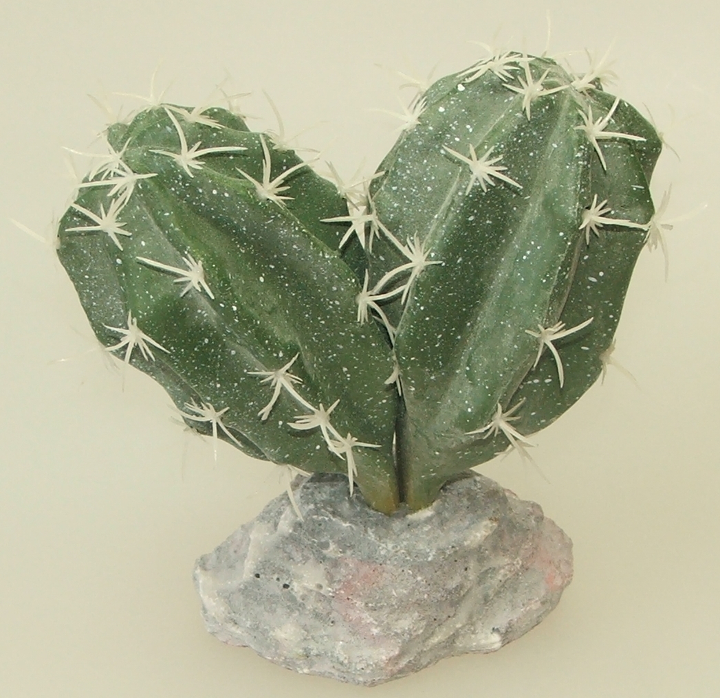 Kaktus Sinai 13 cm hoch