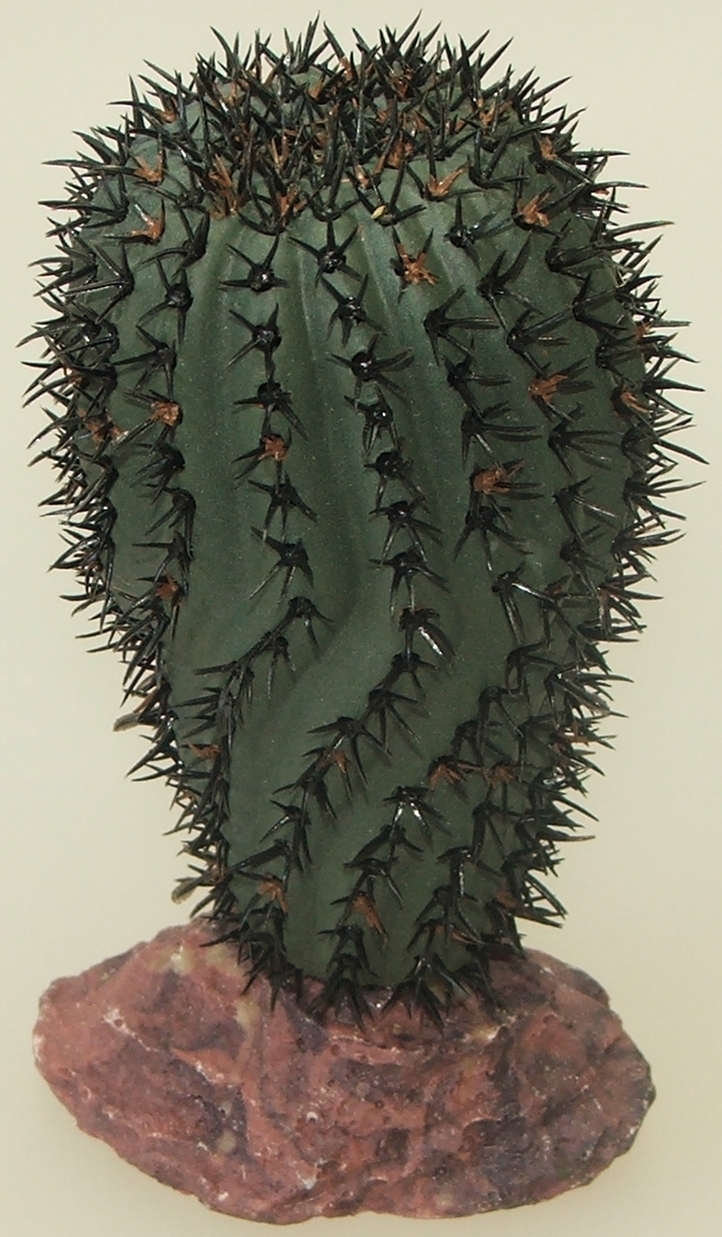 Kaktus Gobi 14 cm hoch